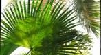 Phipps canopy