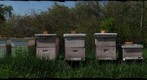 Bee Hives