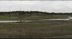 Nantucket Salt Marsh