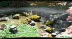 Phipps Conservatory Japanese Garden