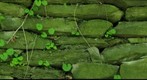Stone wall, Panther Hollow cartpath