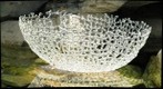 Frabel Glass Bowl at Phipps Conservatory