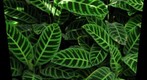Striped leaves