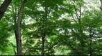 Schenley Park woods