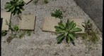 Gravel field at Phipps Conservatory