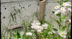 sweat bees on flowers