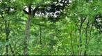 Schenley Park Canopy