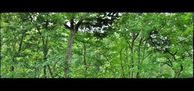 23884-400x189