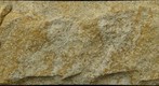 Sandstone, Phipps Conservatory