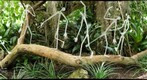 Frabel Longfellows at Phipps