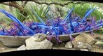 Phoenix, AZ - Desert Botanical Garden Chihuly Exhibit: 'Blue and Purple Boat'