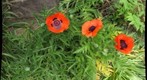 Spring Poppies
