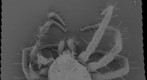 Spider Mite 
