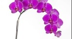 Orchid Phalaenopsis