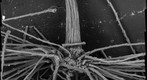 Top of Dandelion seed Stock