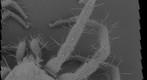 Red Spider Mite 