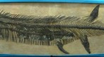 The Fish Within A Fish