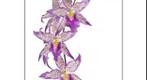 Orchid: Beallara Patricia McCully "Princess"
