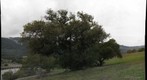 View Point Tree v1