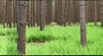 Red pine plantation at Heart's Content