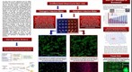 whereRU: Aresty Poster 100 - Detection of Variability in Mesenchymal Stem Cells