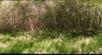 Salix cinerea bush 