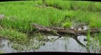 Wetland #1 Allegheny National Forest