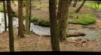 Allegheny stream #1