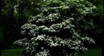 Flowering Dogwood at the National Arboretum, Washington, D.C.