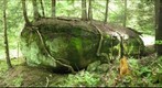 trees on rock, Allegheny National Forest