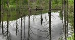 Allegheny wetland #2