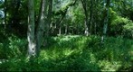 My Back Garden