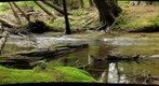 Allegheny stream #3