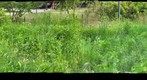 Nichols Park Wildflower Meadow