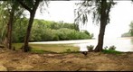cove (l54)