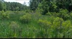 Jamestown Swamp Lands