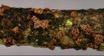 Encoelia fimbriata (RB_A).jpg