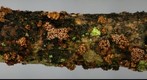 Encoelia fimbriata(2D).jpg
