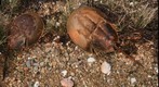 Horseshoe Crab on Menemsha pond, Martha's Vineyard