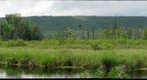 Bear Meadows