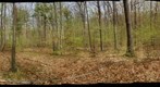 Salisbury Town Forest Mesic Oak Forest