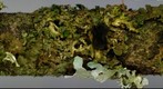 Ionomidotis fulvotingens (2D).jpg