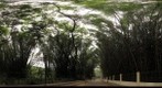 Bamboo grove, Cubbon Park, Bangalore