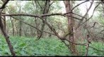 Willow branch