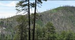 MOUNT LEMON SEVERAL YEARS AFTER THE FIRE