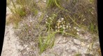 Hermanus Vista Fynbos macro