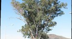 THE OLDEST TREE IN TUCSON