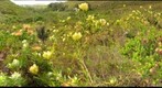Fernkloof fynbos macro 1