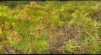 Fernkloof fynbos macro 2
