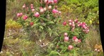 Fernkloof fynbos macro 3